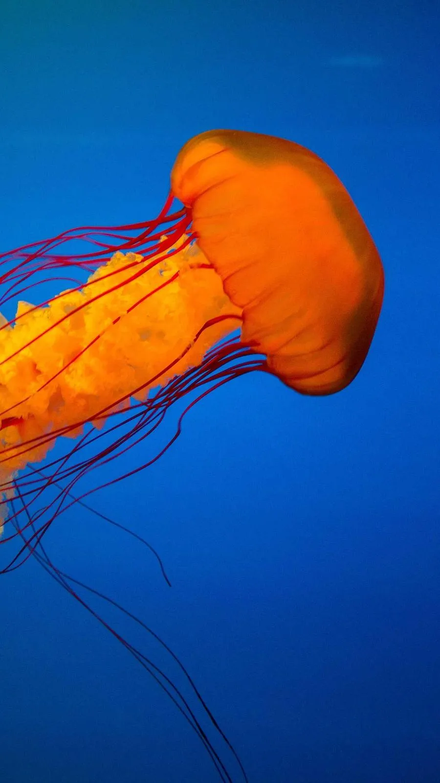 Jellyfish drifting in deep water