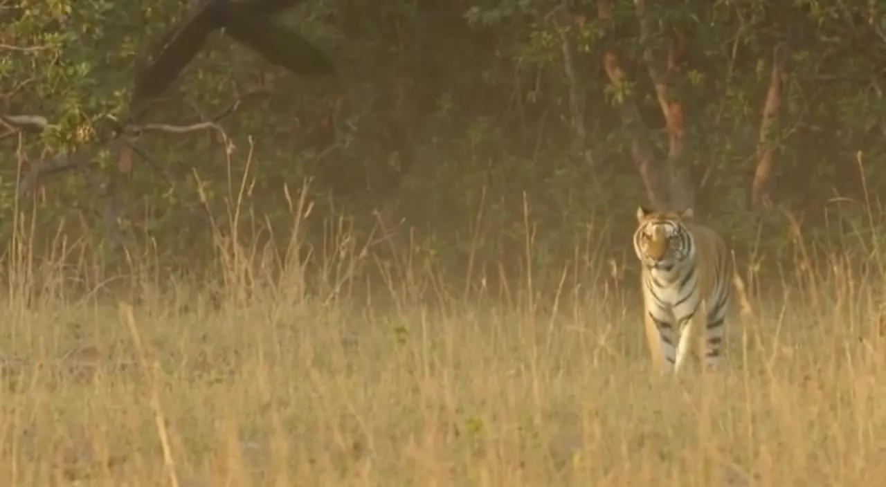 At dawn, a tiger steps out of the tall grass and looks straight at us.